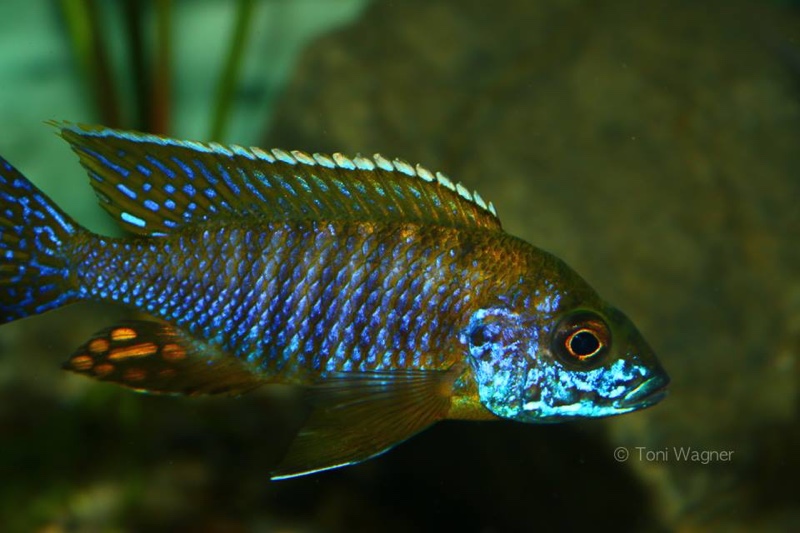 Aulonocara saulosi 'Likoma Island'